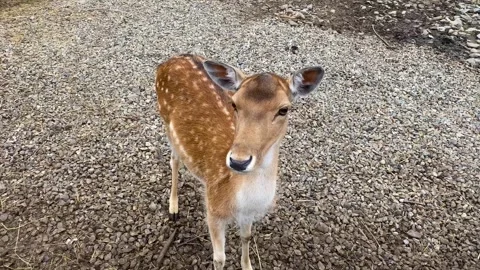 A deer eats from a man's hand. Close-up of a roe deer. Roe deer, capreolus Stock Footage 249876114