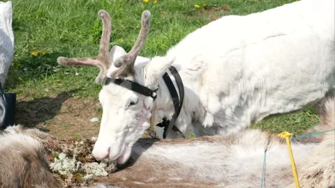 Deer eats moss in the summer in the city Stock Footage 113097410
