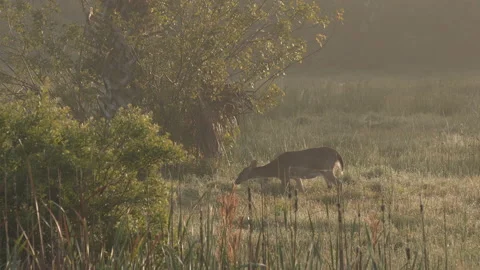Deer eats tall grass morning light Stock Footage 187309748