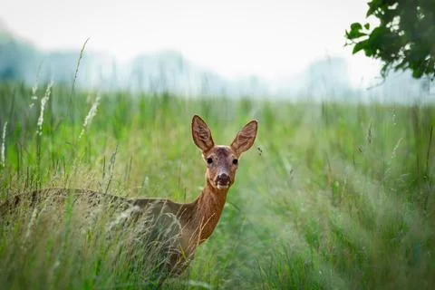 Deer on the edge of the field Stock Photos
