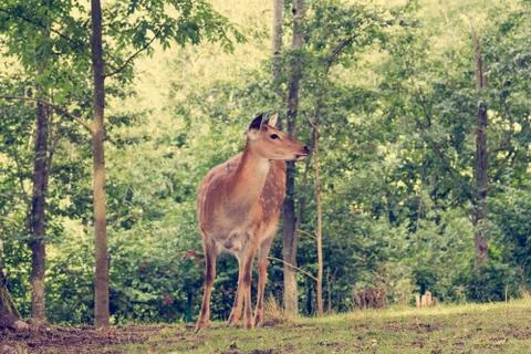 Deer at the edge of a forest Stock Photos