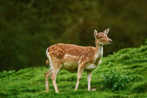 Deer at the Edge of the Forest Stock Photos