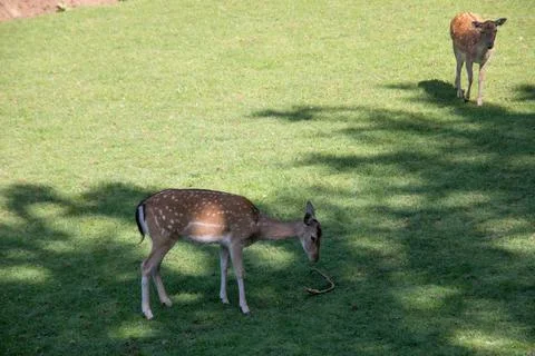 Deer at the edge of the forest Stock Photos