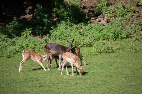 Deer at the edge of the forest Stock Photos