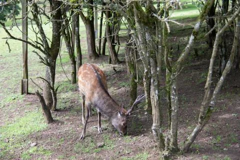 Deer at the edge of the forest Stock Photos