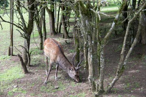 Deer at the edge of the forest Foto stock