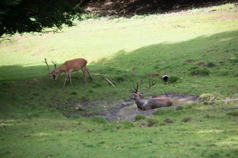 Deer at the edge of the forest Stock Photos