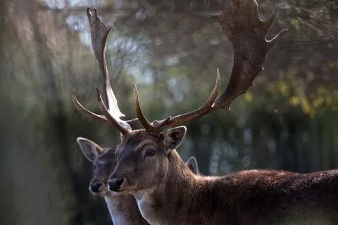 Deer at the edge of the forest Stock Photos