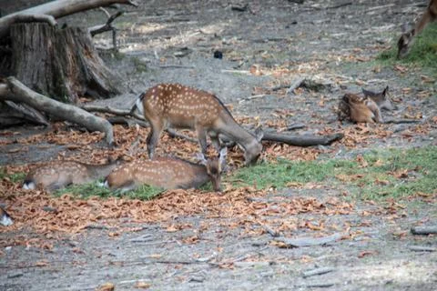 Deer at the edge of the forest 库存照片