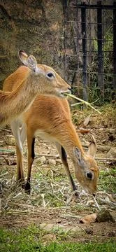 Deer elegantly pose on camera and walks through a natural woodland environm.. Stock Photos
