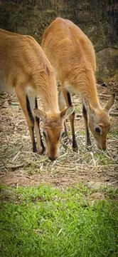 Deer elegantly pose on camera and walks through a natural woodland environm.. Stock Photos