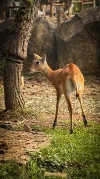 Deer elegantly pose on camera and walks through a natural woodland environm.. Stock Photos