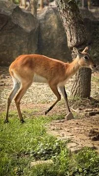 Deer elegantly pose on camera and walks through a natural woodland environm.. Stock Photos