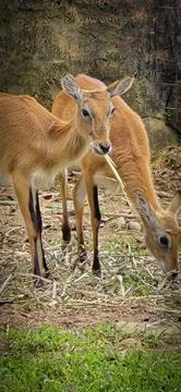 Deer elegantly pose on camera and walks through a natural woodland environm.. Stock Photos