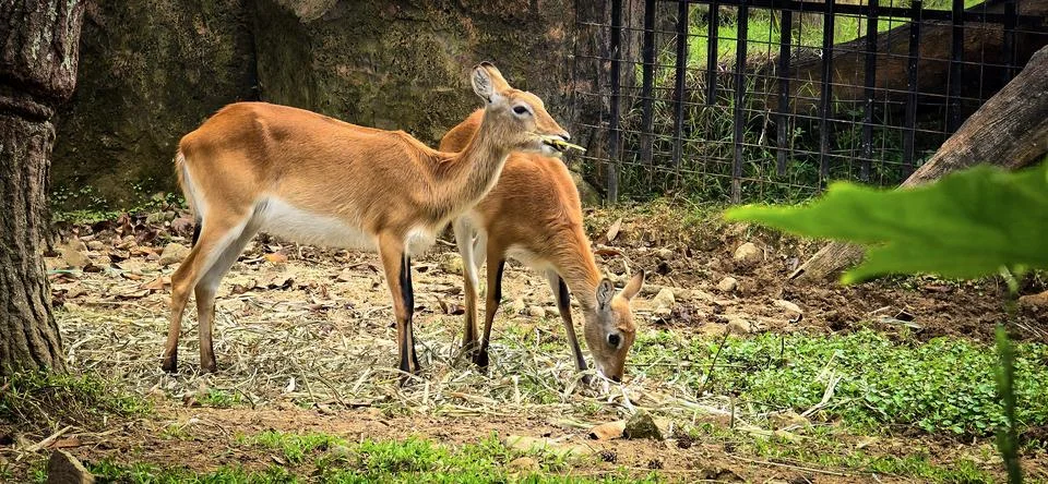 Deer elegantly pose on camera and walks through a natural woodland environm.. Stock Photos