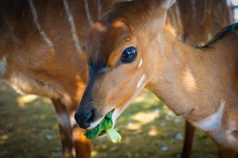 Deer elegantly pose on camera and walks through a natural woodland environm.. Stock Photos