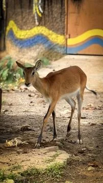 Deer elegantly pose on camera and walks through a natural woodland environm.. Stock Photos