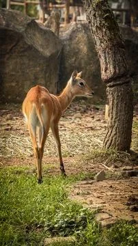 Deer elegantly pose on camera and walks through a natural woodland environm.. Stock Photos