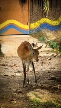 Deer elegantly pose on camera and walks through a natural woodland environm.. Stock Photos