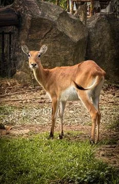 Deer elegantly pose on camera and walks through a natural woodland environm.. Stock Photos