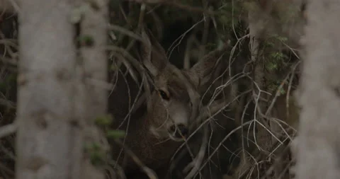 Deer Emerges From the Trees Stock Footage 221390449