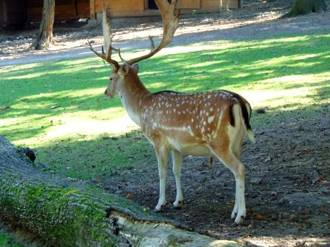 Deer in a enclosure - animals Fotos Stock