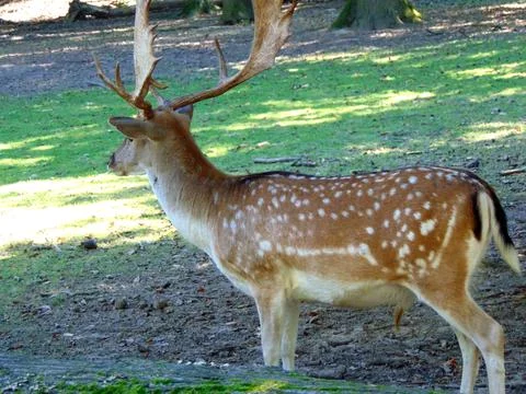 Deer in a enclosure - animals Fotos de archivo