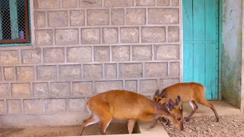 Deer in Enclosure Near Wall 库存影片 338233738