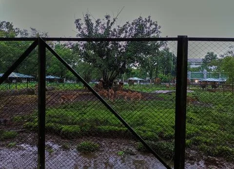 Deer enclosure Foto stock