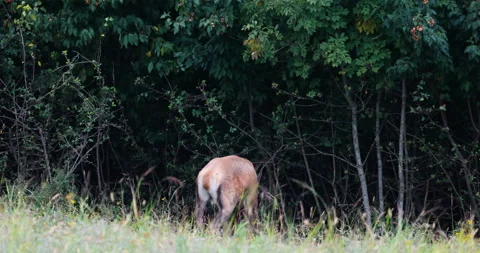 The deer entangles its horns in a thick bush Vidéo 140270969