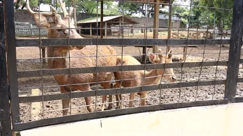 A deer is entertaining tourists with its action at the Semarang Zoo. Stock-Footage 231882396