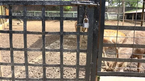 A deer is entertaining tourists with its action at the Semarang Zoo. Stock-Footage 231882472