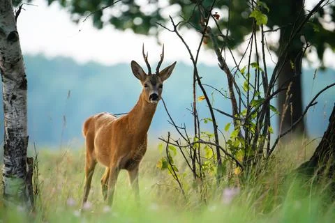 Deer in the evening Stock Photos