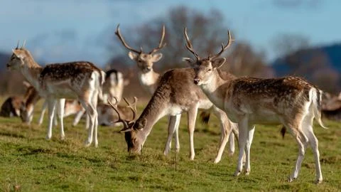 Deer In Evening Sun Stock Photos