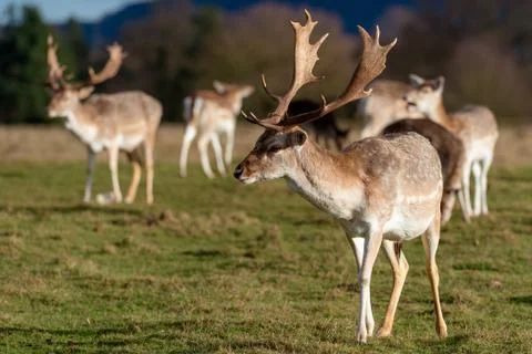 Deer In Evening Sun Stock Photos