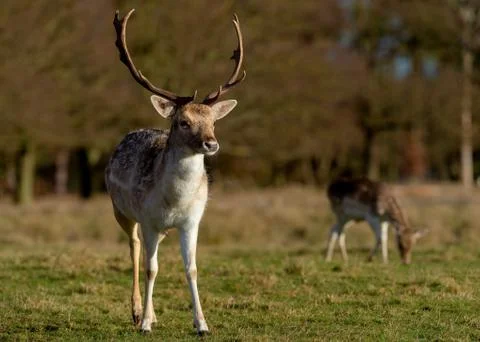 Deer In Evening Sun Stock Photos