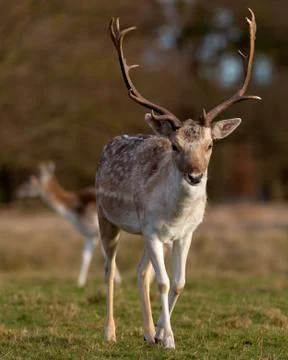 Deer In Evening Sun Stock Photos
