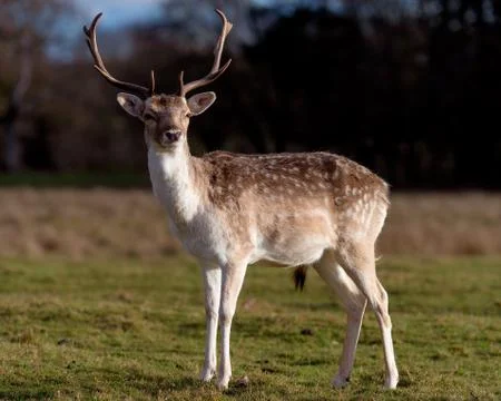 Deer In Evening Sun Stock Photos