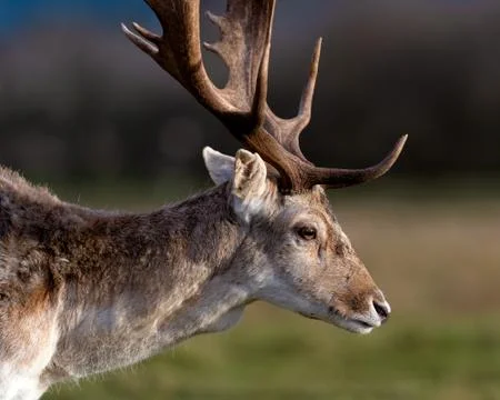 Deer In Evening Sun Stock Photos