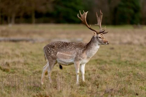 Deer In Evening Sun Stock Photos