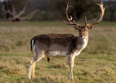 Deer In Evening Sun Stock Photos