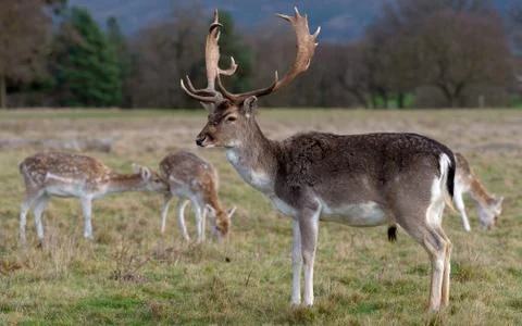 Deer In Evening Sun Stock Photos
