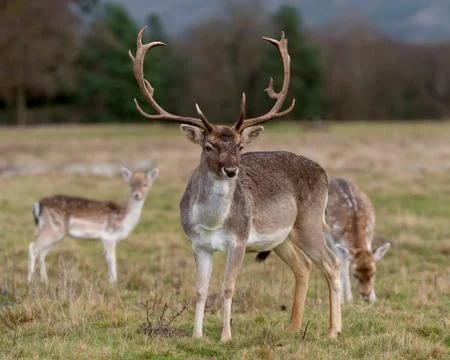Deer In Evening Sun Stock Photos