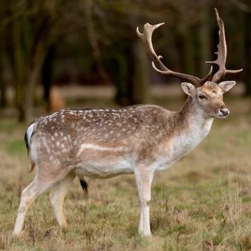 Deer In Evening Sun Stock Photos