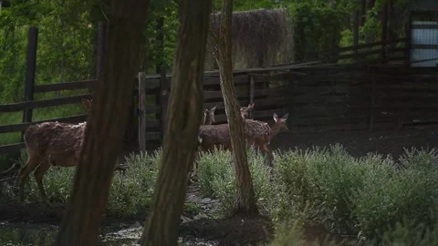 The deer in the evening walking the Park Stock Footage 130642933