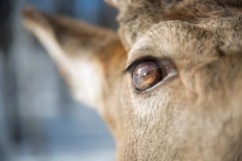 Deer eye - extreme close up Stock Photos