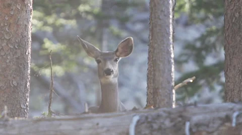 Deer Eyes Stock Footage 42356502