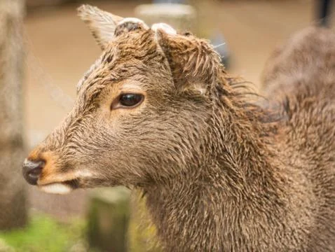 Deer face close up with a funny grumpy expression. Stock Photos