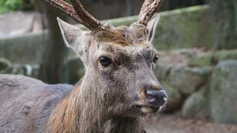 Deer Face Close Up Looking Stock Photos