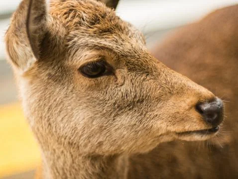Deer face close up. Stock Photos